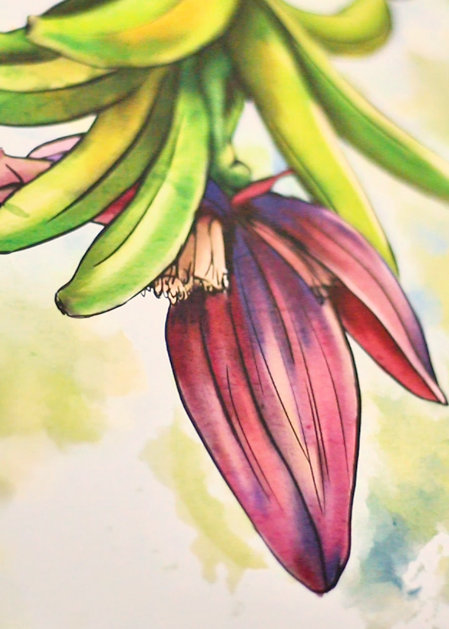 Watercolor painting of a green banana bunch with a hanging purple-brown flower on a white background.