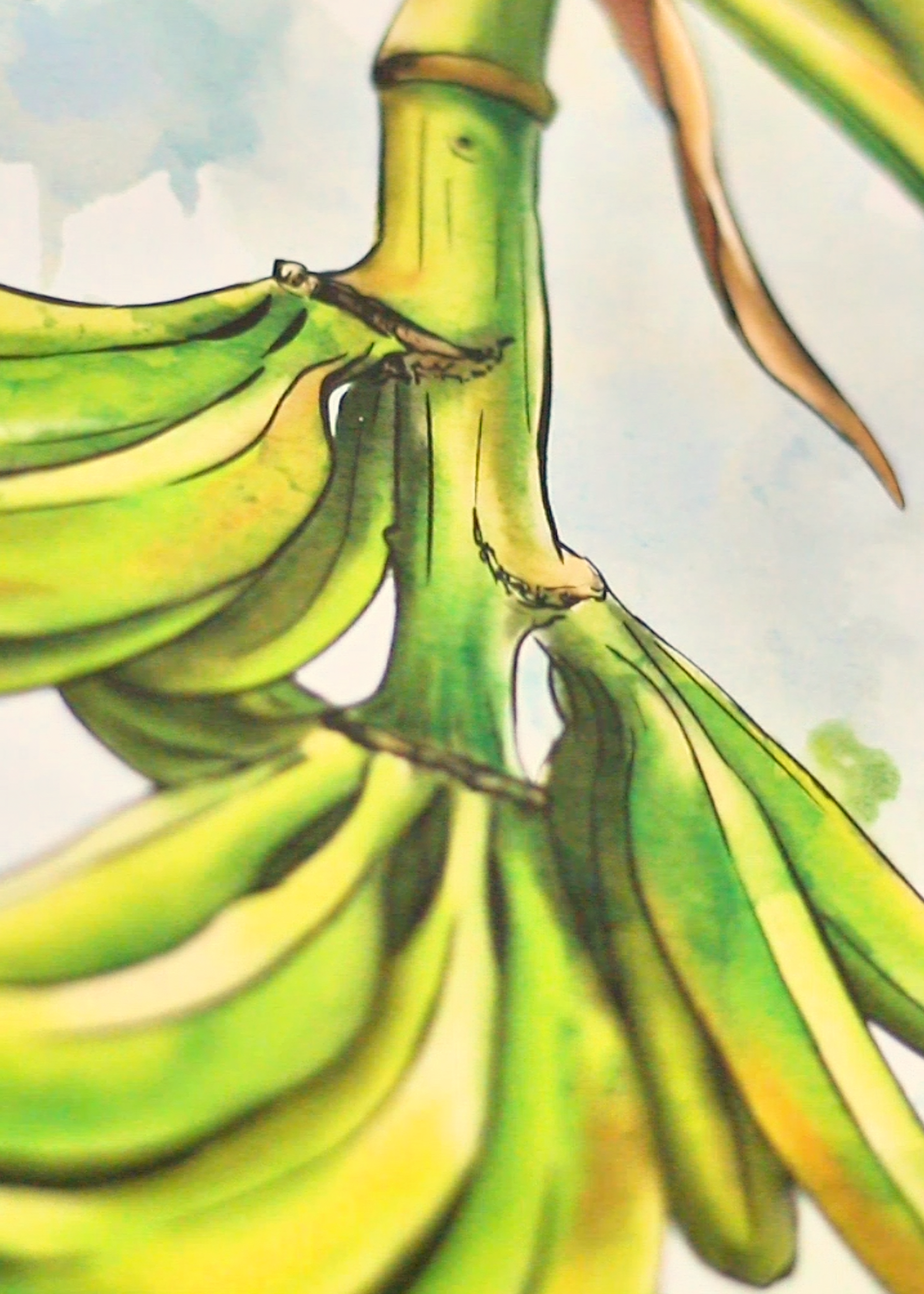A close-up watercolor and ink illustration of a bunch of green bananas hanging from a stem against a pale sky-like background.